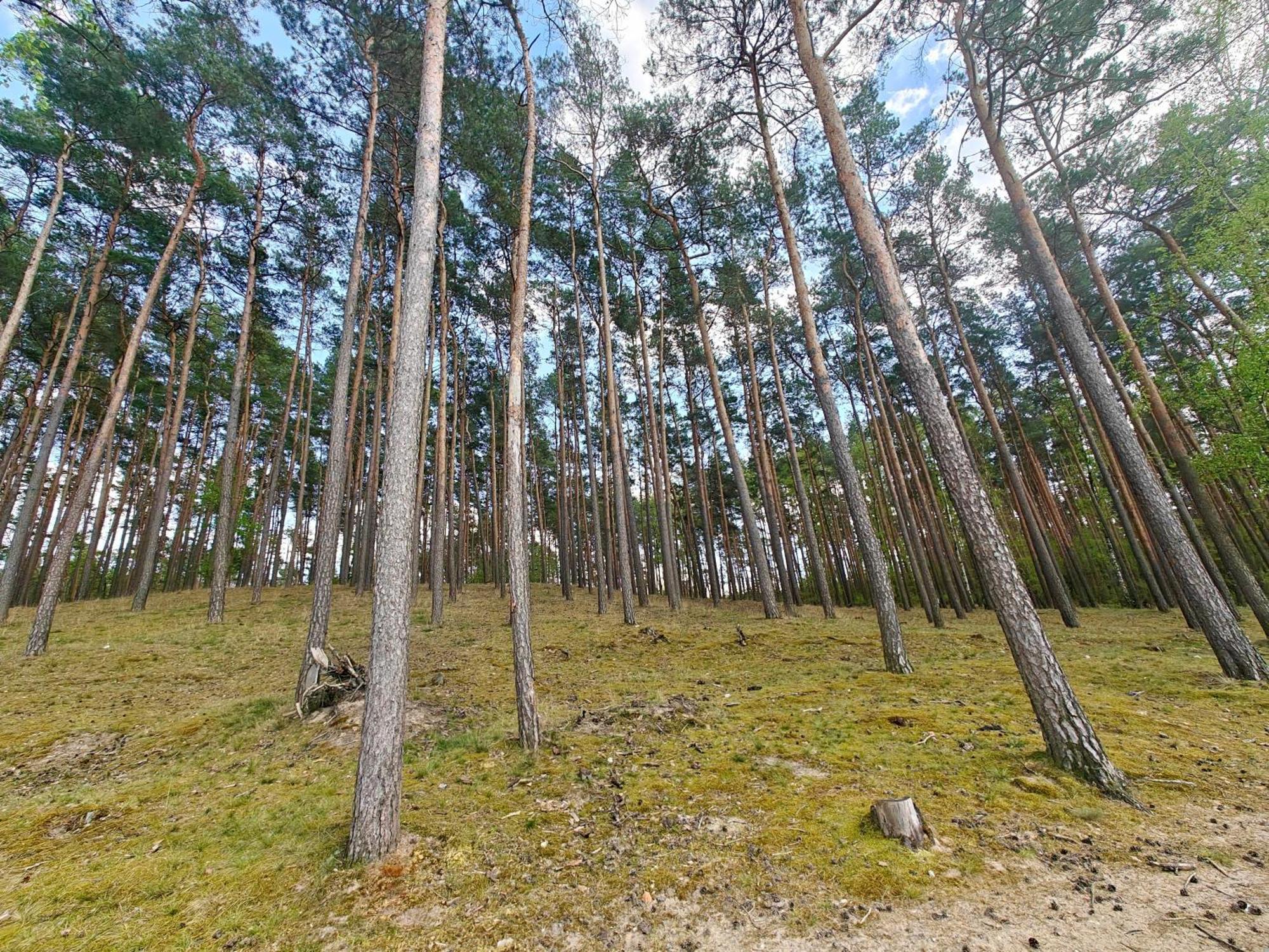 Lesna Ostoja W Centrum Puszczy Nadnoteckiej Otoczona 3 Jeziorami Miedzychod ภายนอก รูปภาพ
